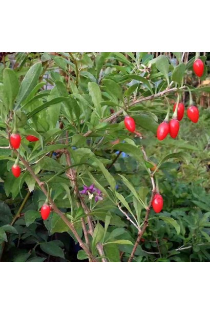 Годжі Цукровий Гігант плоди